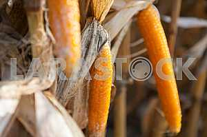 Maize