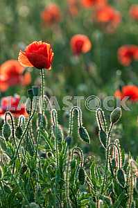 Field with blooming poppies