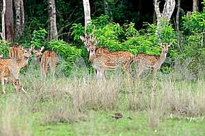 Spotted deer