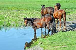 Horse on a green grass