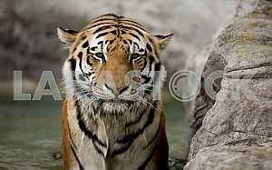 Sad tiger