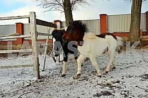 Portrait of a white pony in the winter