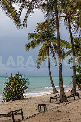 Palms in Zanzibar