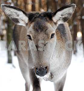 The roe deer