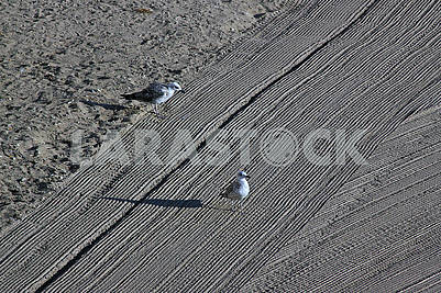 Two lonely seagulls on cleaned by a tractor sand on the Mediterranean Sea