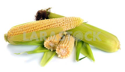 Свежие фрукты кукурузы с зелеными листьями