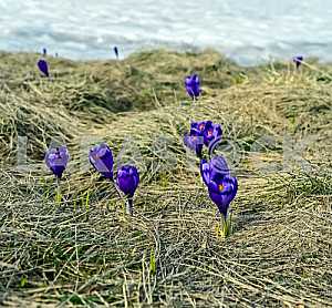 Crocus