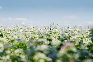 Buckwheat