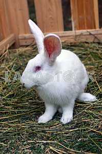 White rabbit in a green grass