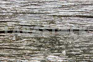 Wood texture with nature pattern