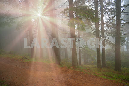 Rays in the Carpathian forest