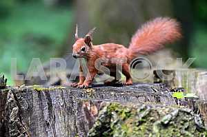 Squirrel