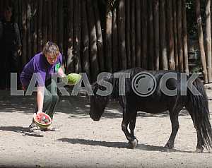 Pony