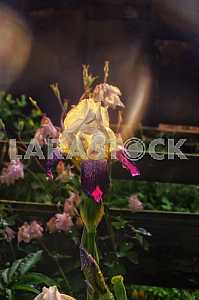 Gladiolus