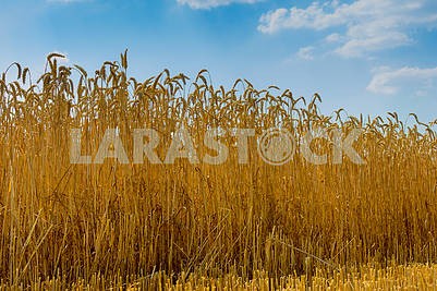 Wheat and sky