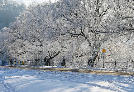 Trees covered with hoarfrost