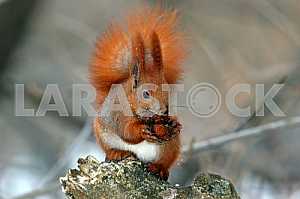 Protein Chestnut tree with nut