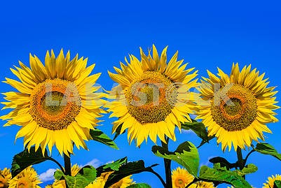 Three large flowers of sunflower
