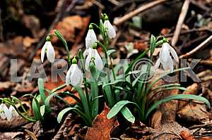 Snowdrops