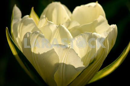 White tulip, shot close-up on a dark background