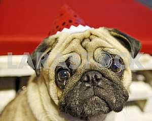 The Pug-Christmas party in Kiev.