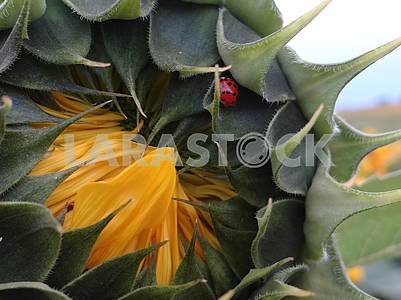 Unopened sunflower with ladybug on petals.