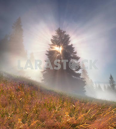 Magic Carpathian forest