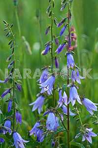 Campanula persicifolia