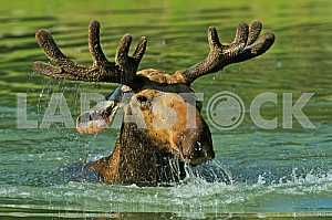 Elk Forest