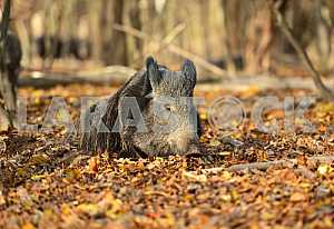 Wild pig