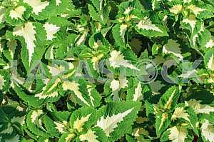 Decorative nettle
