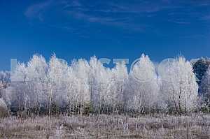 Trees in hoarfrost