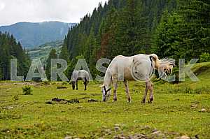 Horse on a background of mountain