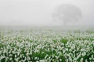 Narcissus Valley