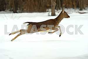 Deer