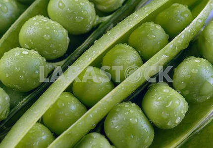 Green peas in pods