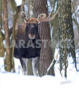 Portrait Elk