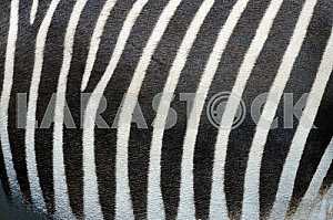 ZEBRA STRIPE