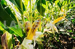 Maize