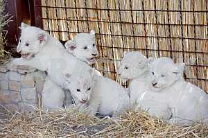 White lion cubs