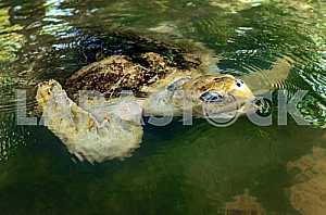 Ocean Turtle in water