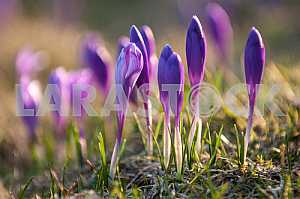 Crocus - genus of herbaceous perennials kasatikovyh family.