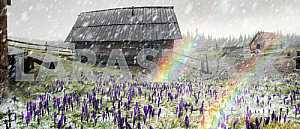 Crocuses in a blizzard