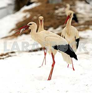 Stork