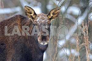 Portrait Elk
