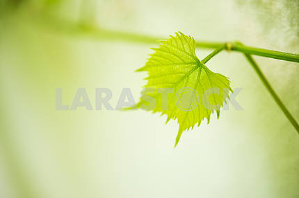 Vine leaves and young grapes, close-up