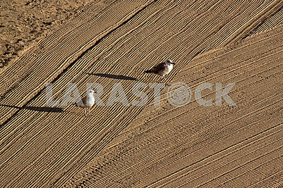 Two  seagulls on cleaned by a tractor sand on the Mediterr