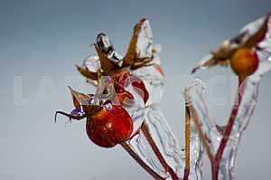 Hips on a branch covered with ice on a blue sky background