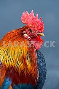Portrait pet rooster on the farm