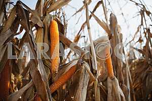 Maize